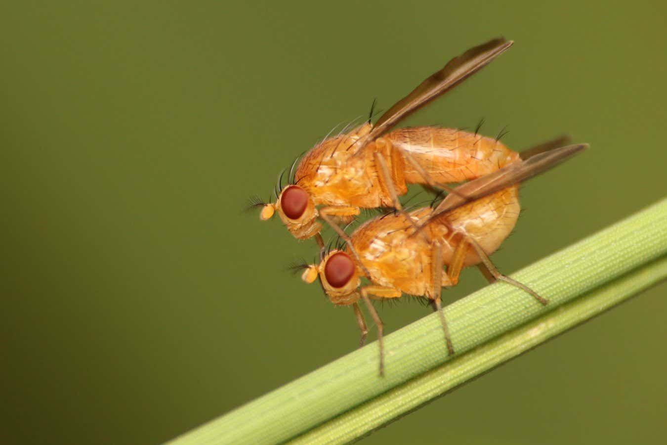 Феромоны помогают насекомым находить партнера для спаривания. Иллюстрация: Shutterstock, Silmiart.
