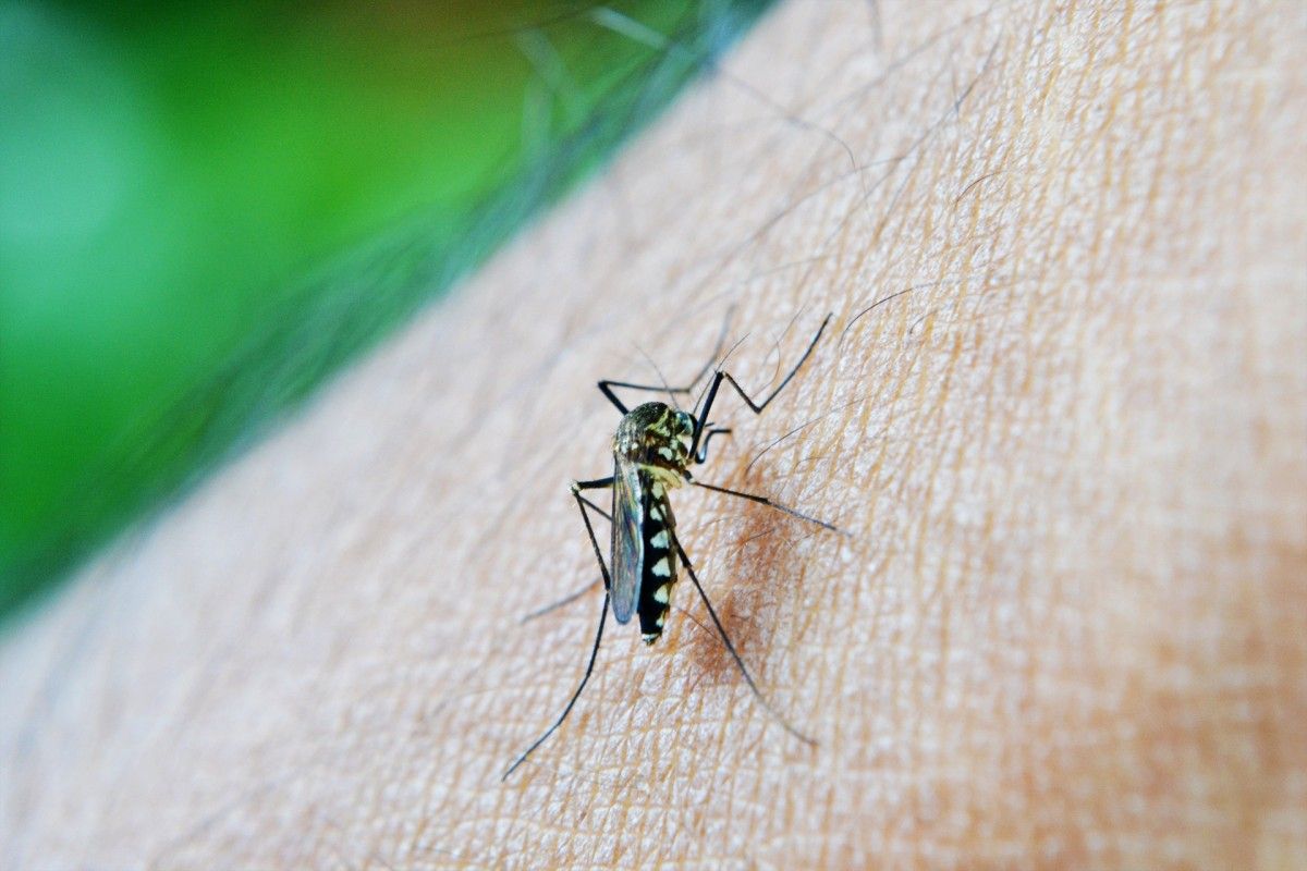 Из более 400 различных видов комаров Anopheles около 30 видов являются значимыми переносчиками малярии.