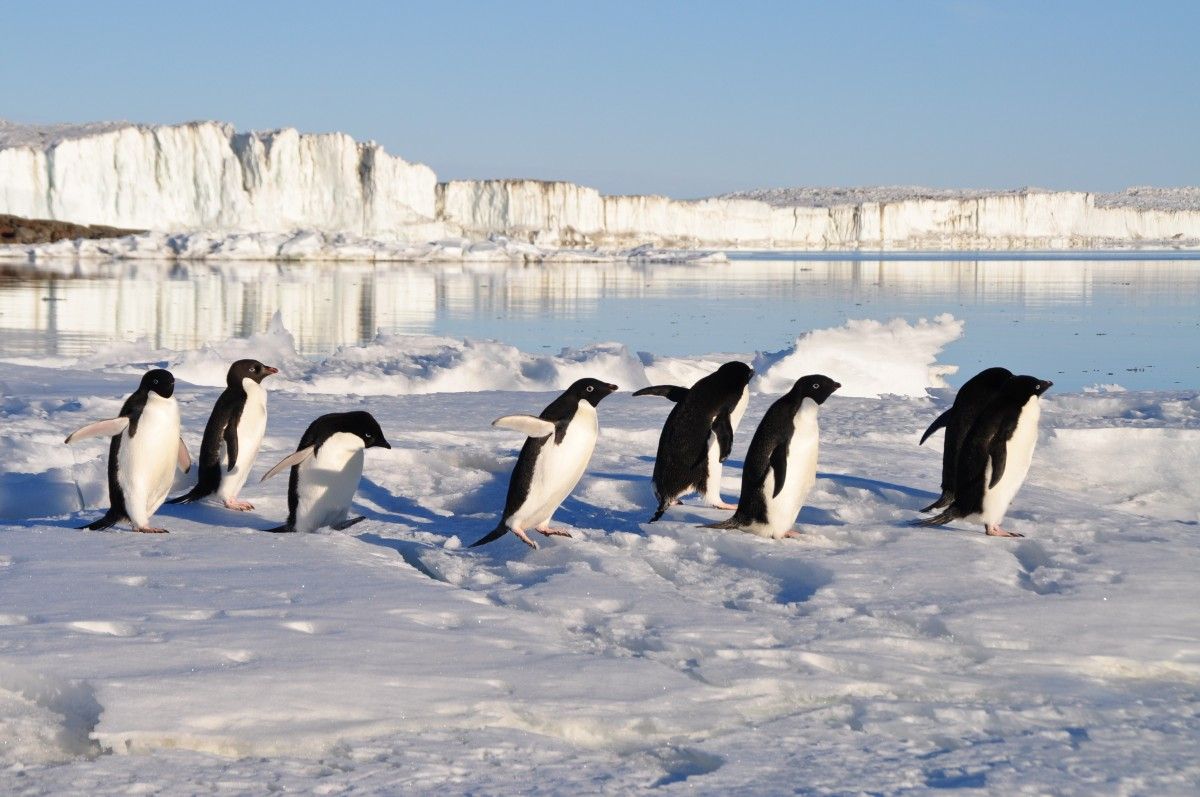 Пингвин — природный символов Антарктиды.