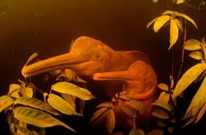 Амазонский дельфин. Фото: http://www.zoopicture.ru/