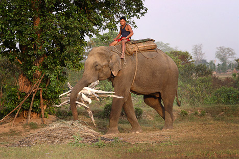 Всемирный день защиты слонов