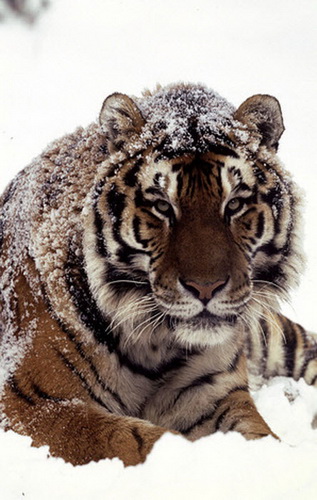 Год 2010: Десять видов на грани выживания