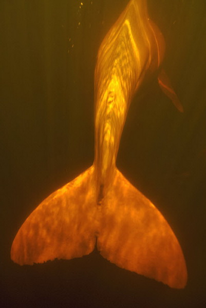 Амазонские дельфины
