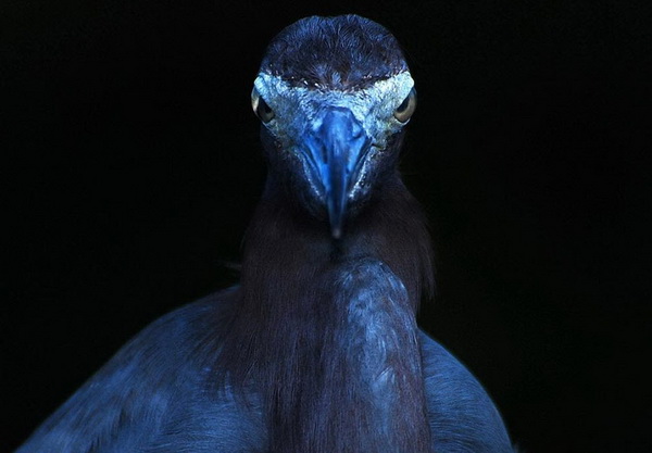 Лучшие фотографии конкурса "Птицы в фокусе"