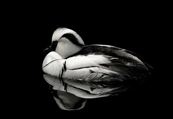 Лучшие фотографии конкурса "Птицы в фокусе"